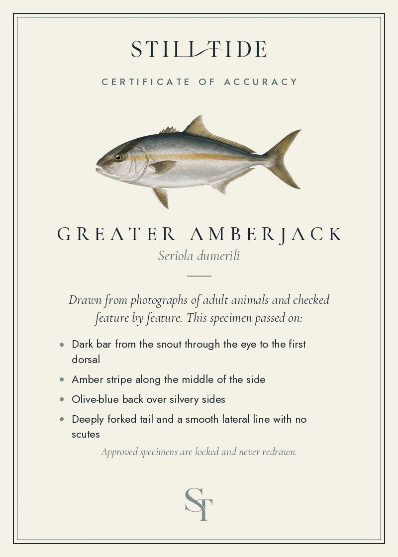 Certificate of accuracy for the Greater Amberjack, listing each verified feature