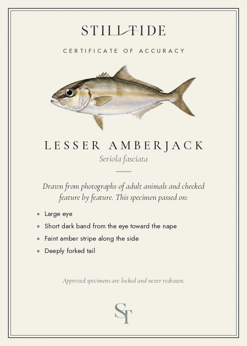 Certificate of accuracy for the Lesser Amberjack, listing each verified feature