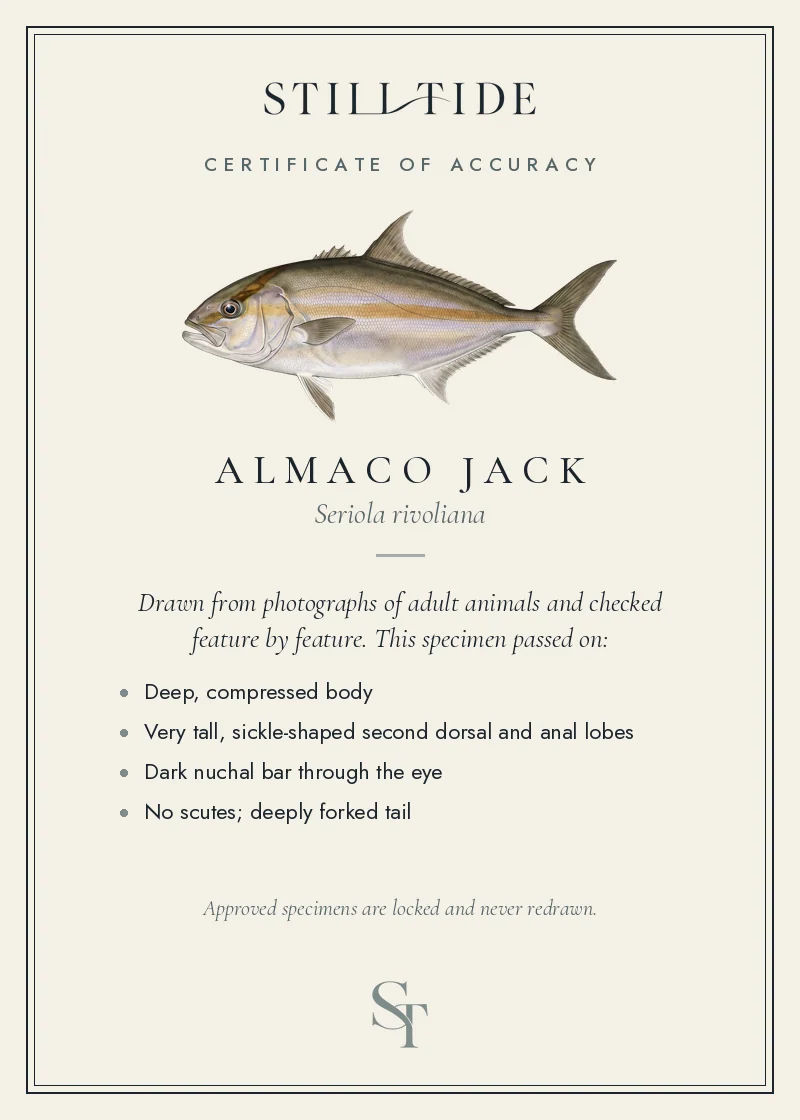 Certificate of accuracy for the Almaco Jack, listing each verified feature