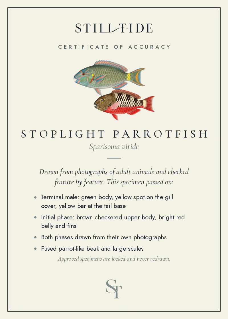 Certificate of accuracy for the Stoplight Parrotfish, listing each verified feature