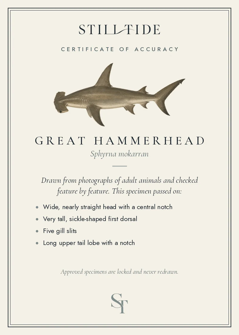 Certificate of accuracy for the Great Hammerhead, listing each verified feature