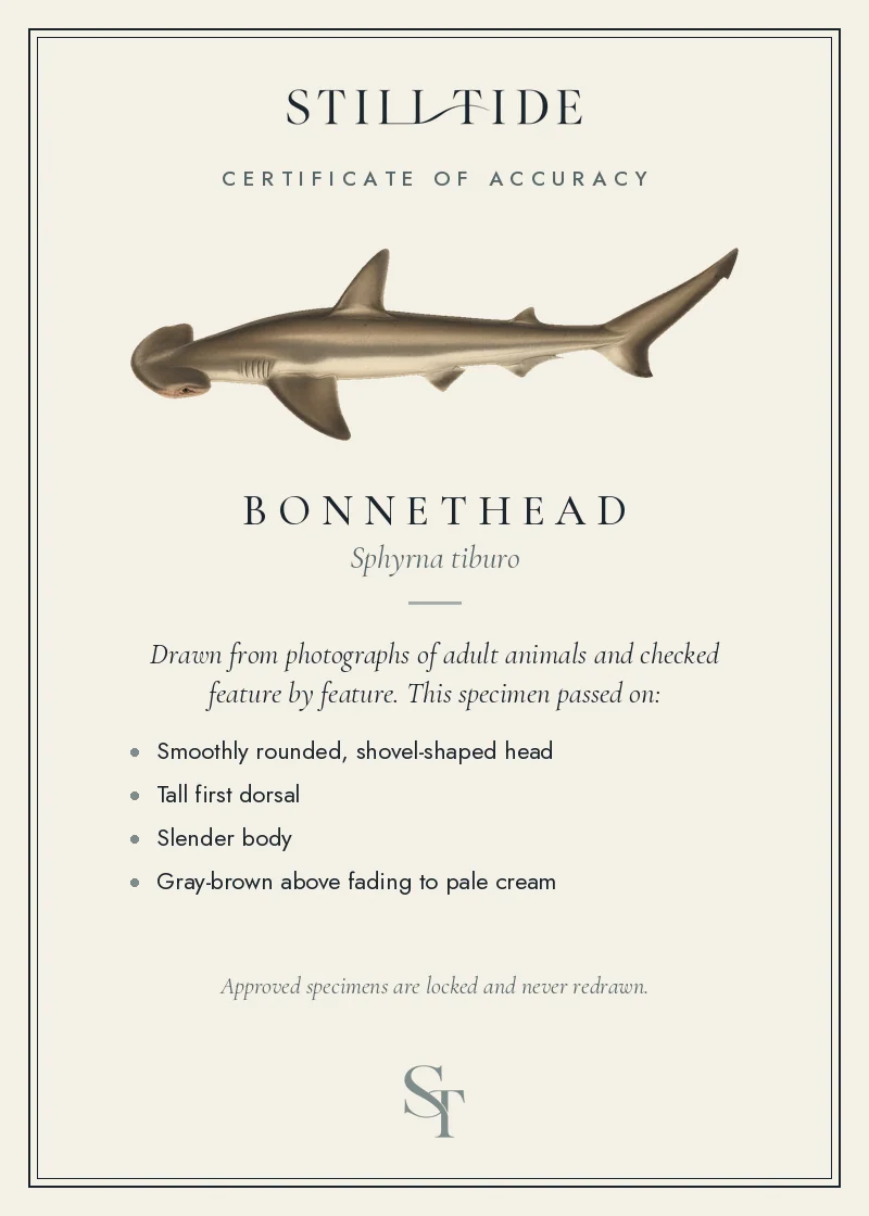 Certificate of accuracy for the Bonnethead, listing each verified feature