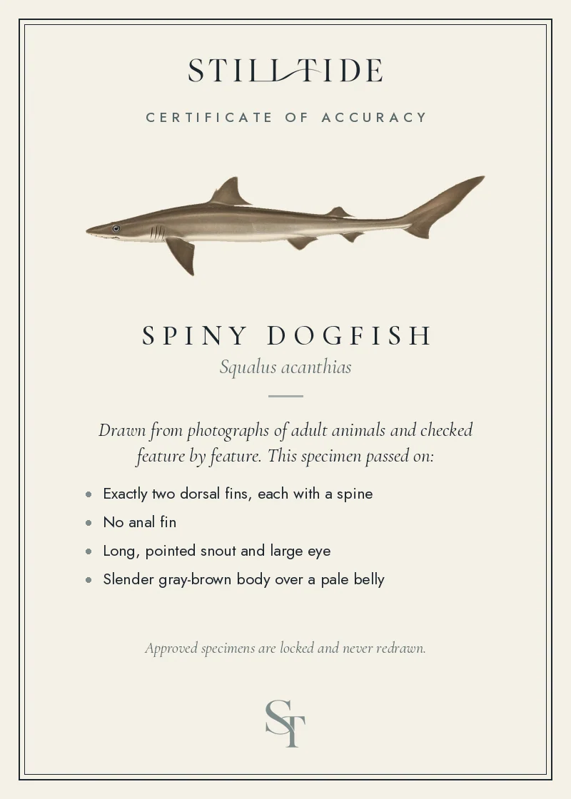 Certificate of accuracy for the Spiny Dogfish, listing each verified feature