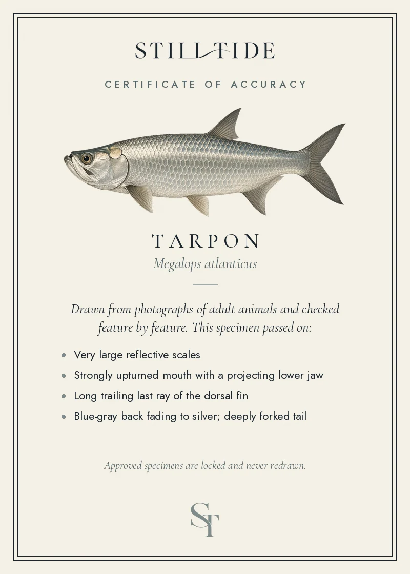 Certificate of accuracy for the Tarpon, listing each verified feature