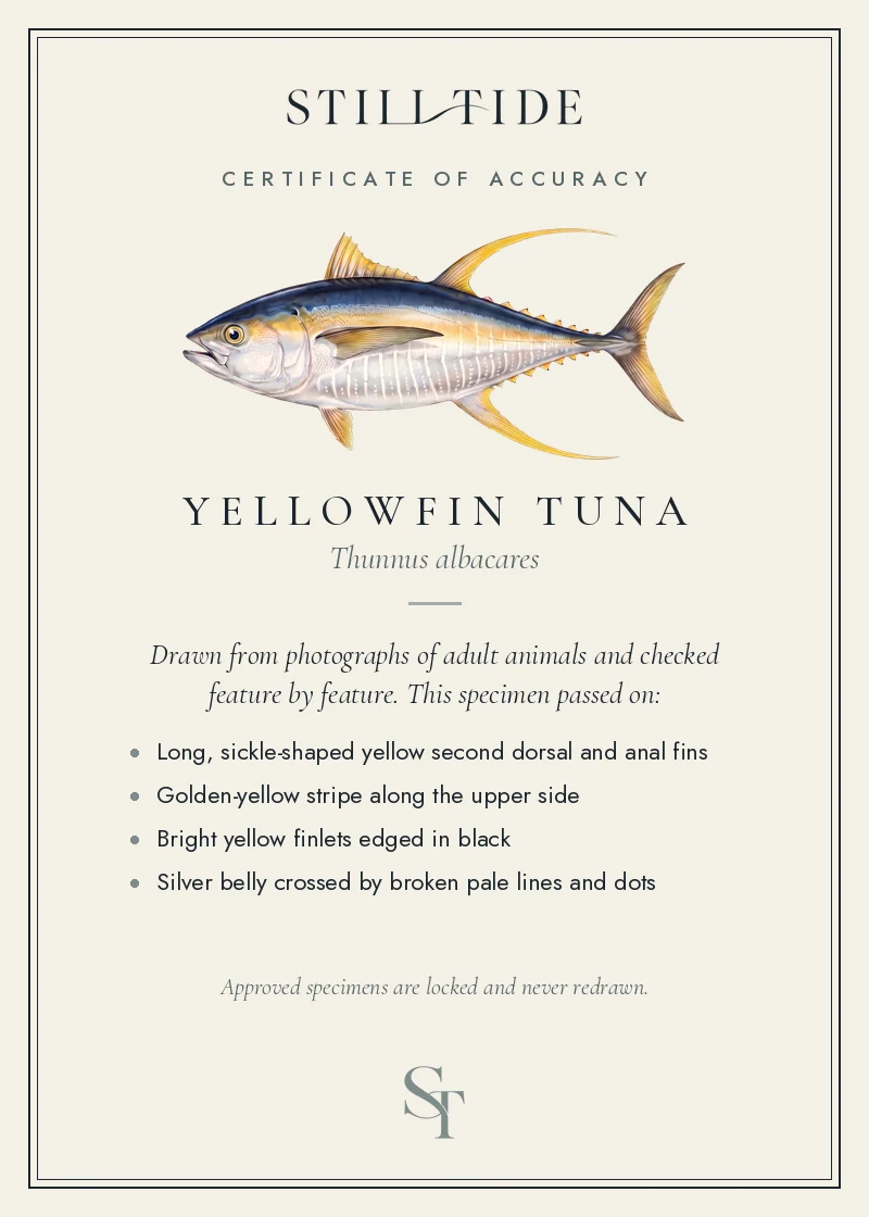Certificate of accuracy for the Yellowfin Tuna, listing each verified feature