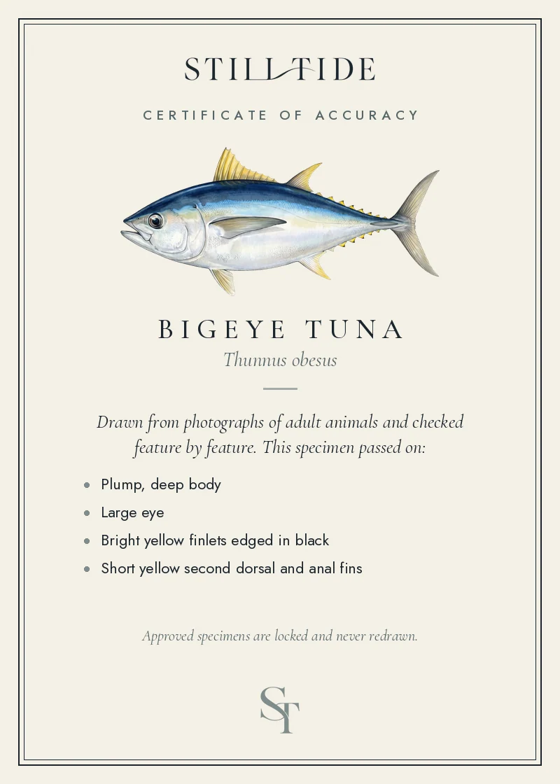 Certificate of accuracy for the Bigeye Tuna, listing each verified feature
