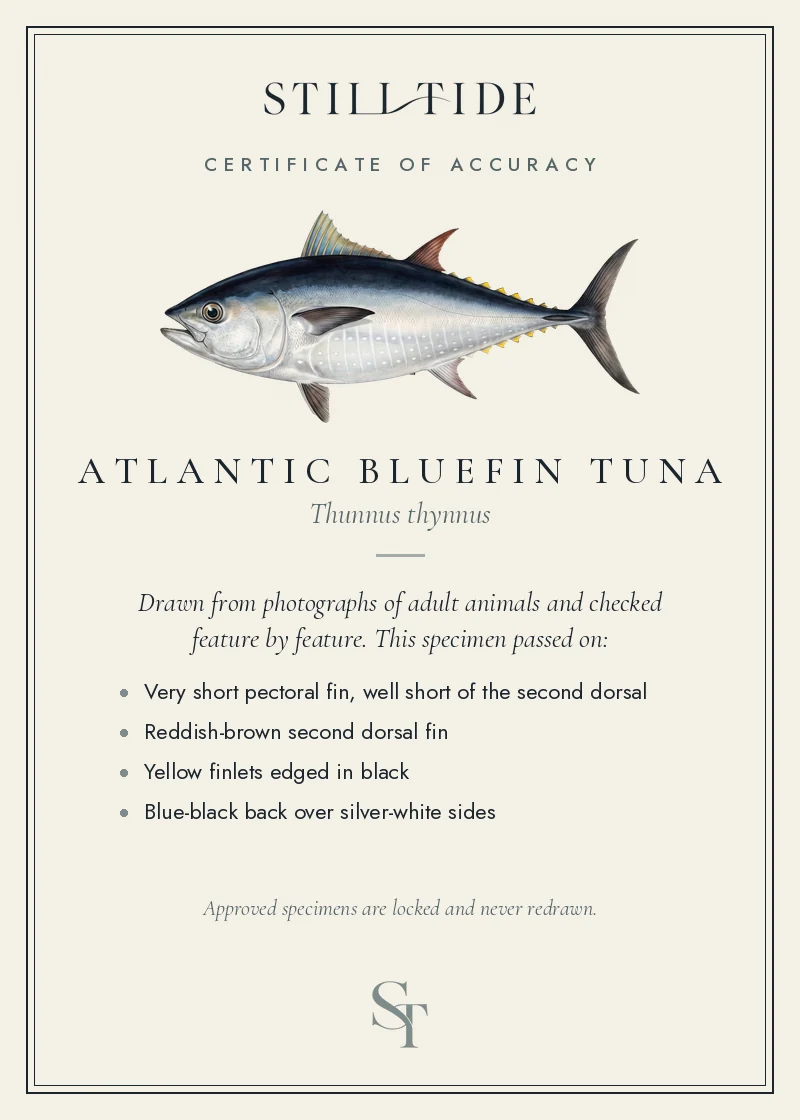 Certificate of accuracy for the Atlantic Bluefin Tuna, listing each verified feature