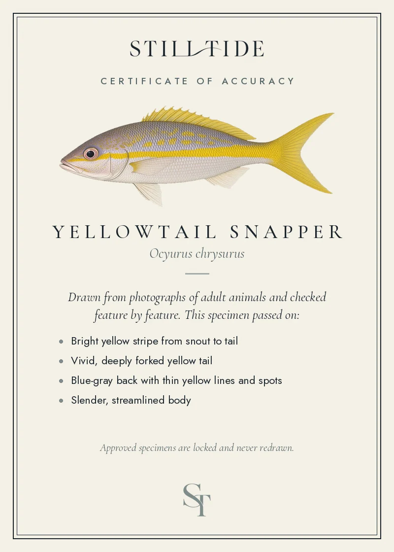 Certificate of accuracy for the Yellowtail Snapper, listing each verified feature