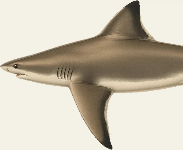 Detail of the Bull Shark illustration at full resolution