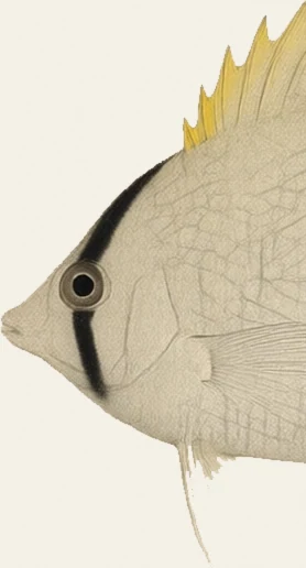Detail of the Foureye Butterflyfish illustration at full resolution