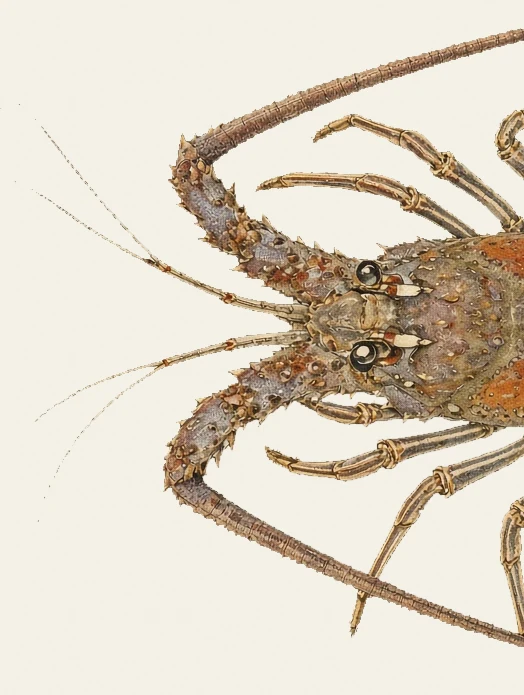 Detail of the Spiny Lobster illustration at full resolution