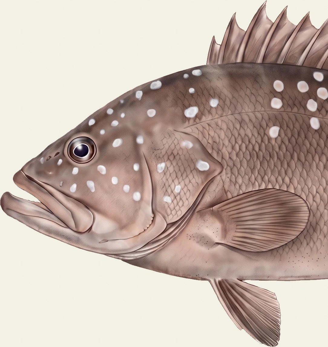 Detail of the Snowy Grouper illustration at full resolution
