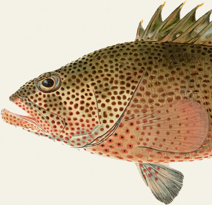 Detail of the Red Hind illustration at full resolution