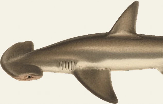 Detail of the Bonnethead illustration at full resolution