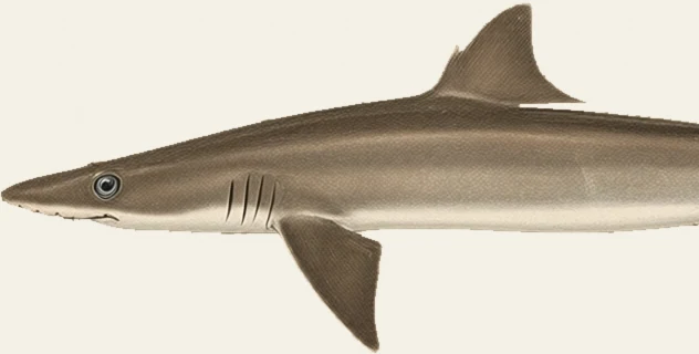 Detail of the Spiny Dogfish illustration at full resolution