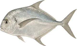 African pompano