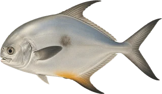Permit