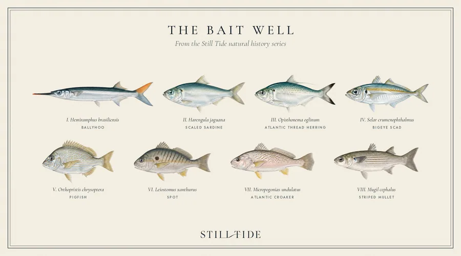 The Bait Well collection plate