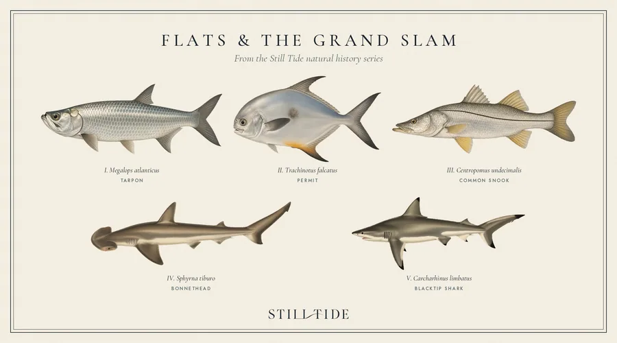 Flats & the Grand Slam collection plate