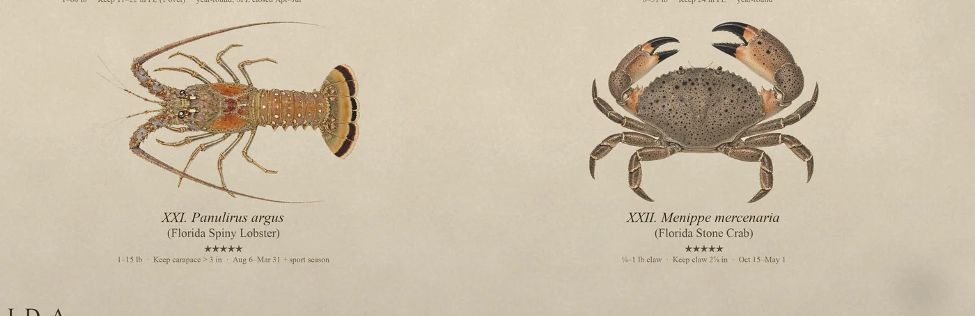 Detail: spiny lobster and stone crab at full resolution