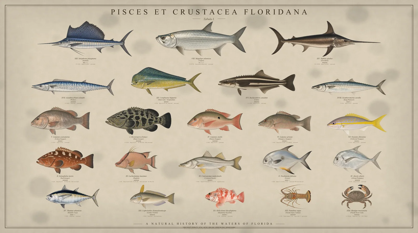 The Florida Plate: 22 Florida marine species on an antique natural history plate