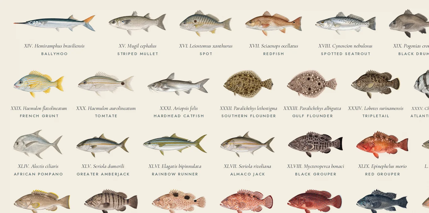 Detail: sharks, flats and inshore fish at full resolution