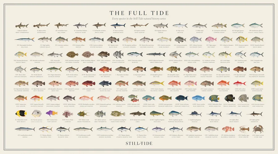 The Full Tide