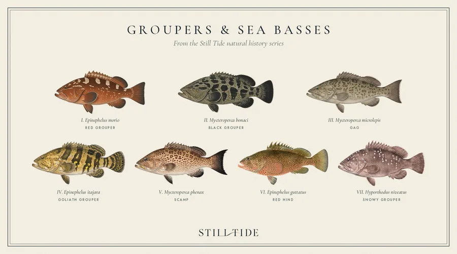 Groupers & Sea Basses
