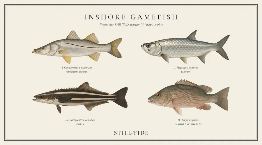 Inshore Gamefish collection plate