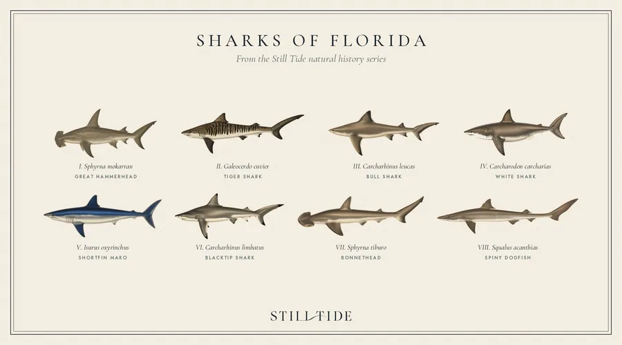 Sharks of Florida collection plate