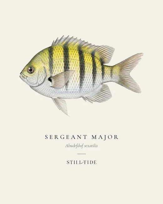 Sergeant Major specimen print