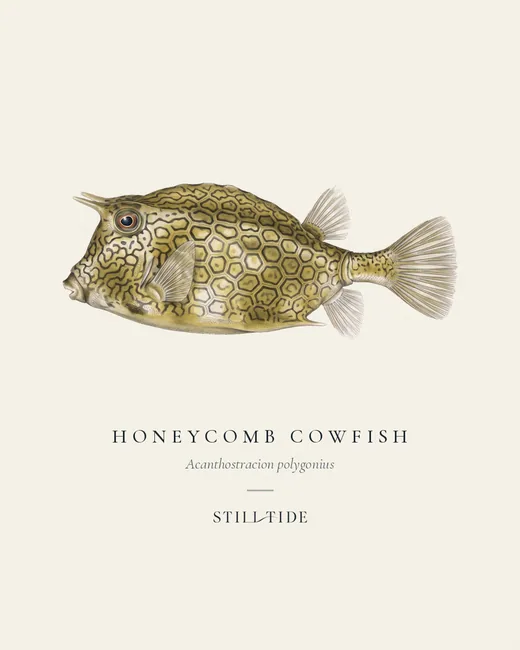 Honeycomb Cowfish specimen print