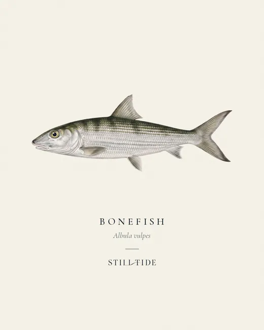 Bonefish specimen print