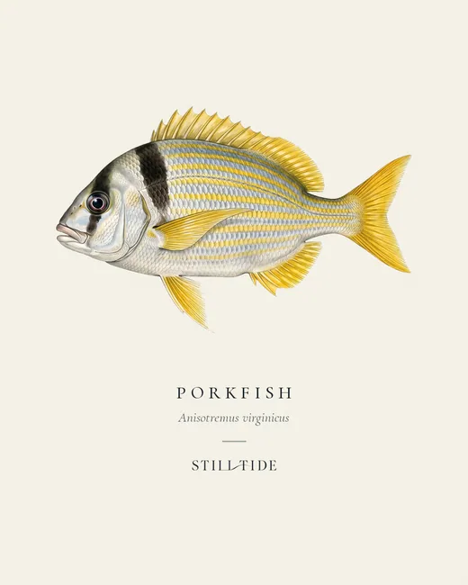 Porkfish specimen print