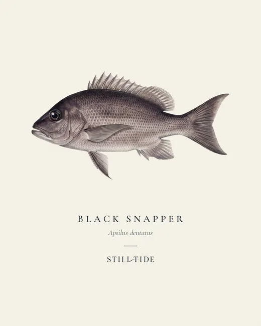 Black Snapper specimen print