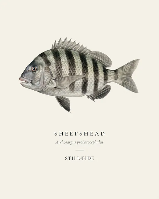 Sheepshead specimen print