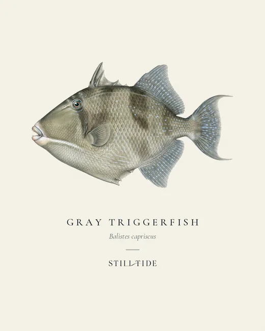 Gray Triggerfish specimen print