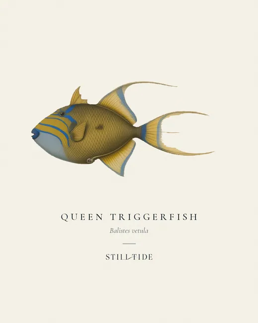 Queen Triggerfish (Balistes vetula) specimen print
