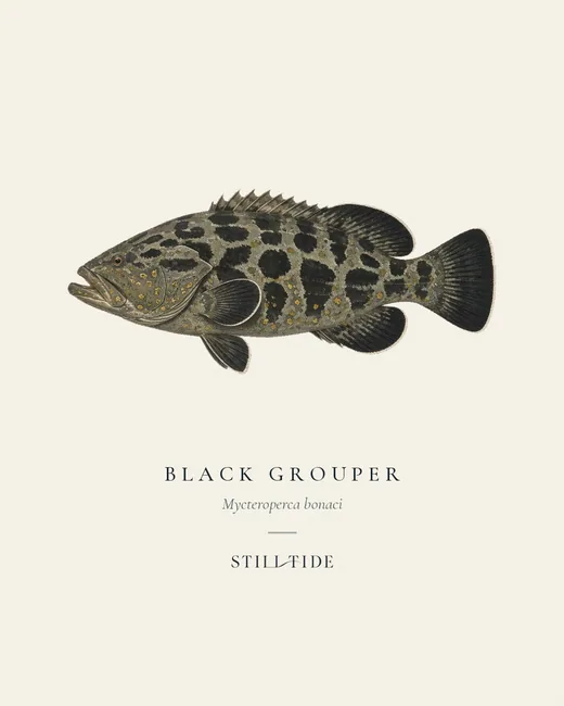 Black Grouper (Mycteroperca bonaci) specimen print