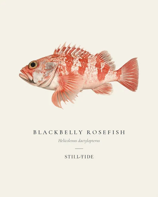 Blackbelly Rosefish (Helicolenus dactylopterus) specimen print