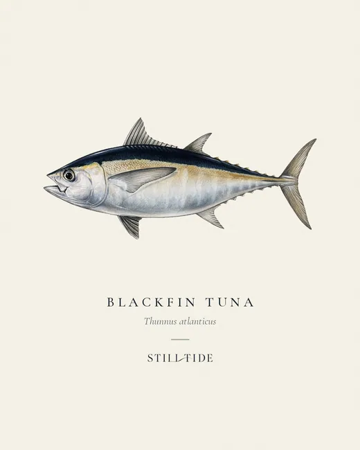 Blackfin Tuna (Thunnus atlanticus) specimen print