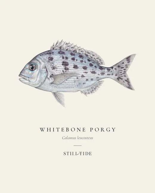 Whitebone Porgy specimen print