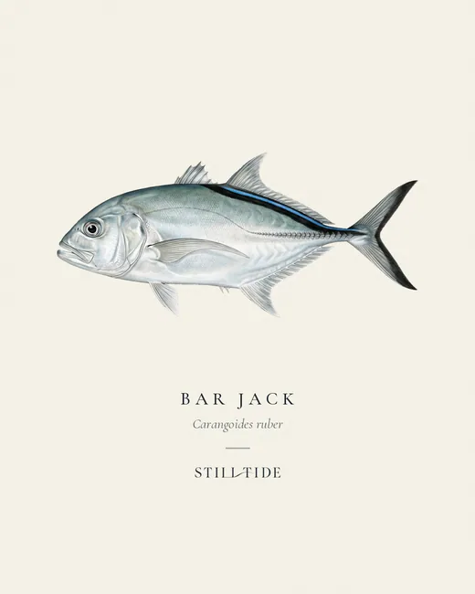 Bar Jack specimen print