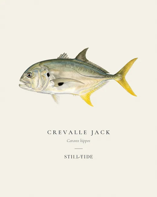 Crevalle Jack specimen print
