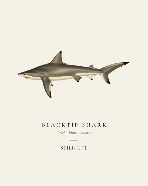 Blacktip Shark (Carcharhinus limbatus) specimen print