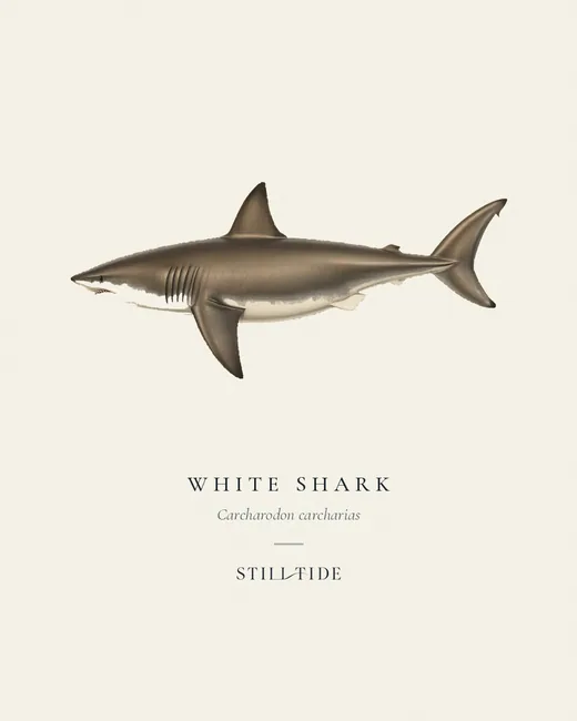 White Shark (Carcharodon carcharias) specimen print