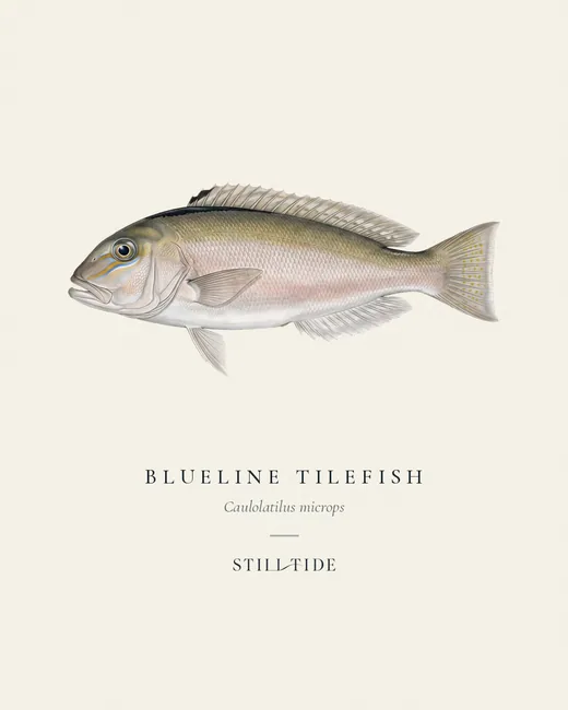 Blueline Tilefish specimen print
