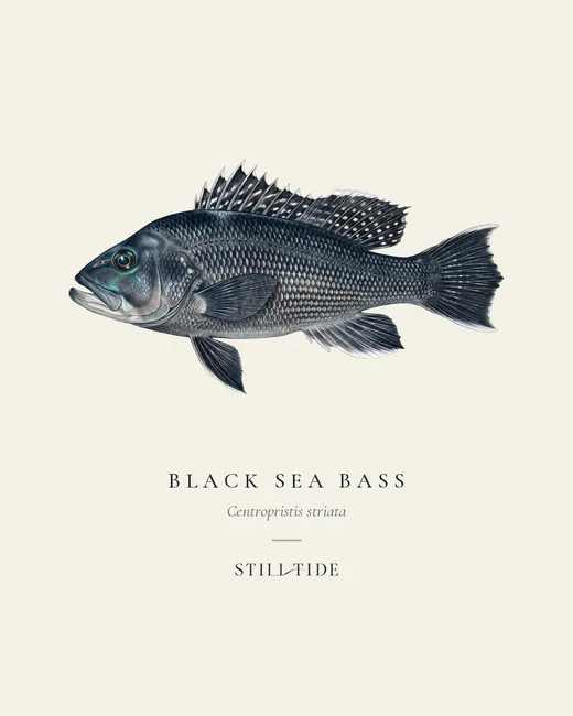 Black Sea Bass specimen print