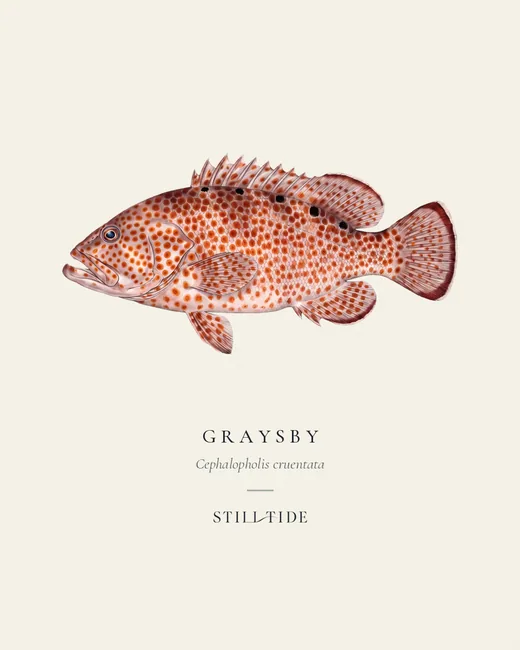 Graysby specimen print