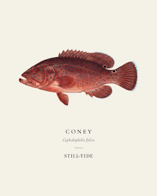 Coney specimen print